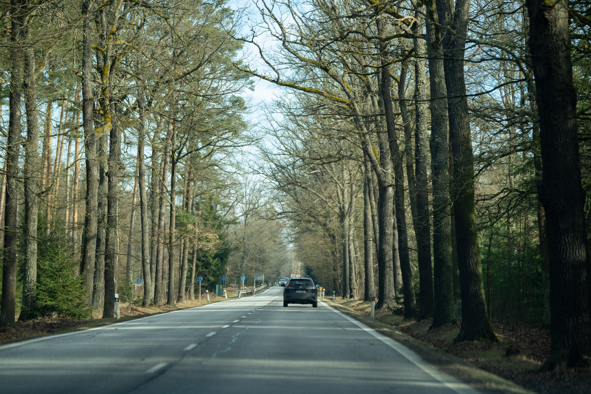 Quiet Czech secondary road winding through tall pine and oak forest with light traffic and a black Toyota Corolla Cross with Czech plates ahead, no vignette required on this class of road, late winter scene with bare deciduous trees, February 2026